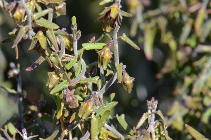 Spearleaf or Littleleaf Matelea has green leaves that are deltoid-oblong and shallowly hastate or sub-hastate at the base. Matelea parvifolia